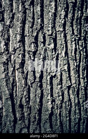 Old Tree Bark Texture . Soft focus . Stock Photo