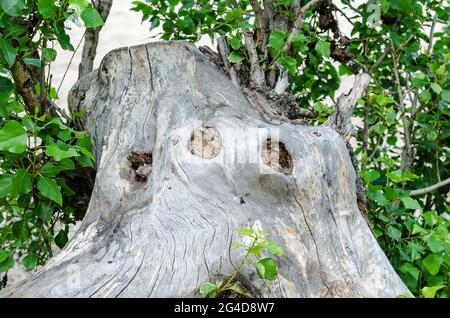Dry poplar stump among the thin green branches.Thick dead trunk without bark and live branches with green leaves.  Daytime, outdoors. Selective focus. Stock Photo