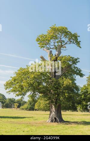 A large single old oak tree growing in a field nr Oxfordshire England UK Stock Photo