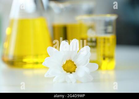 Chamomile flower and organic oil from flowers on table in test tubes Stock Photo