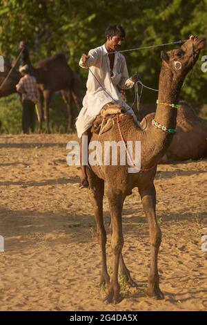 Man riding a camel at the annual Pushkar Fair in Rajasthan, India Stock Photo