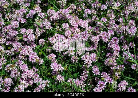 Floral purple background. Red clover. Stock Photo