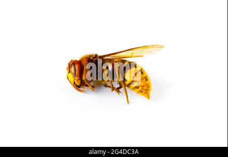 Dried European hornet isolated on white background Stock Photo