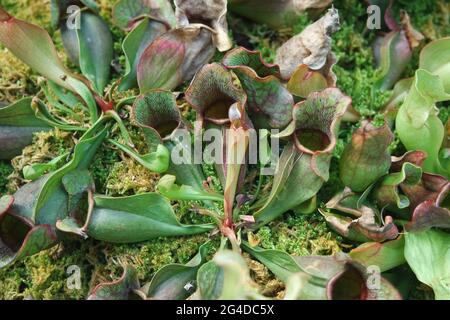 Carnivorous Plants Sarracenia purpurea venosa Stock Photo