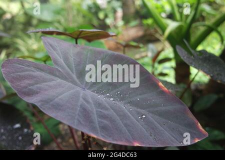 Colocasia esculenta Black Magic Stock Photo