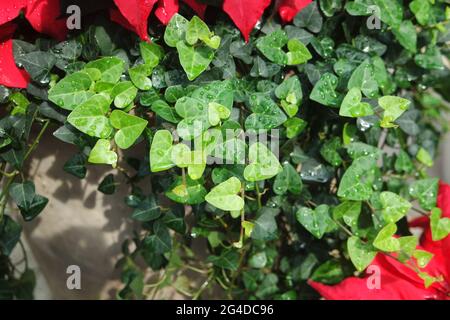 Fresh Green Heart Shaped Leaves Stock Photo