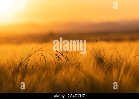 Sunset over wheat field Stock Photo