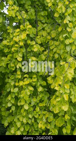 Leaves on a weeping silver birch tree Stock Photo