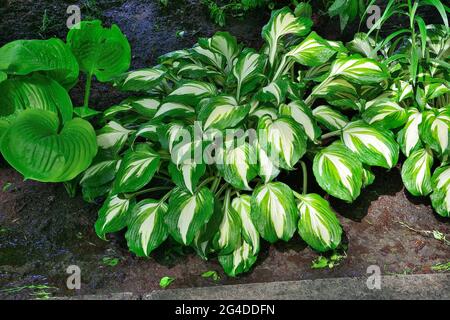 Hosta undulata Mediovariegata emerald with curling white green variegated leaves - ornamental shade-tolerant plant for landscape design of park or gar Stock Photo