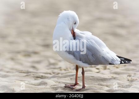 Silver gull (Chroicocephalus novaehollandiae) preening while standing on a sandy beach Stock Photo