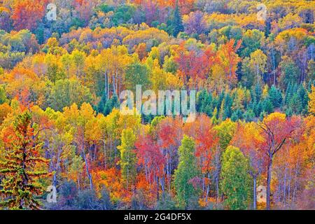Aerial view of mixed Forest in beautiful autumn colors, British Columbia, Canada Stock Photo