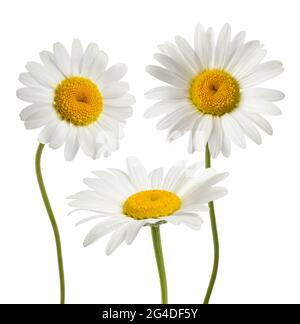 Daisies flowers isolated on white background Stock Photo