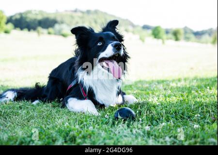 Portrait of a border collie puppy lying in the park with a ball next to it. Stock Photo