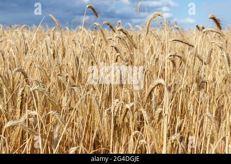 Scenic dramatic landscape of ripe golden organic wheat stalk field against dark stormy rainy overcast cloudy sky. Cereal crop harvest growth Stock Photo