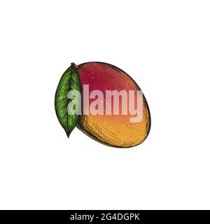 Mango fruit with petal isolated on white background. Stock vector illustration. Stock Vector