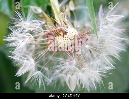 A seed head of a common Dandelion (Taraxacum sp.).with some already dispersed. Stock Photo