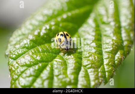 A yellow ladybird with black spots - the 14 Spot ladybird - Propylea quatuordecimpunctata in Sussex, England, UK. Stock Photo