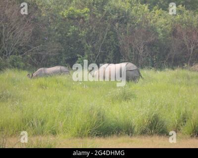The rhinoceros grazing in Manas National Park in Assam, India Stock Photo