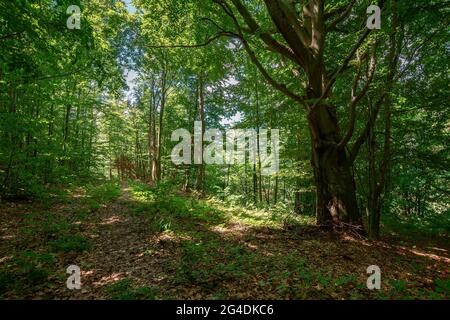 deciduous beech forest in summer. beautiful nature background on a sunny day. scenery with tall trees in green foliage Stock Photo