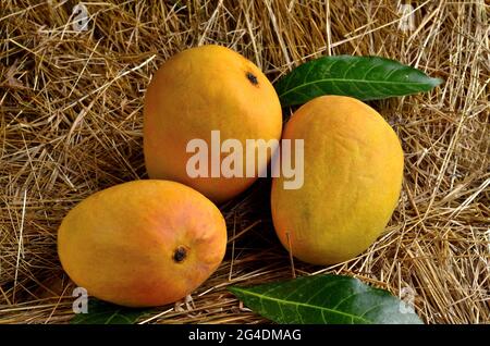 Indian Alphonso mango fruits in grass closeup Stock Photo