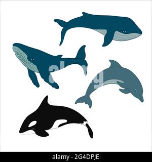 Set of vector whales and dolphins. Vector illustration of marine mammals, such as blue whale, humpback whale, dolphin and killer whale. Stock Vector