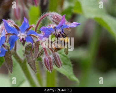 Bee foraging for nectar and pollen on borage flowers Stock Photo