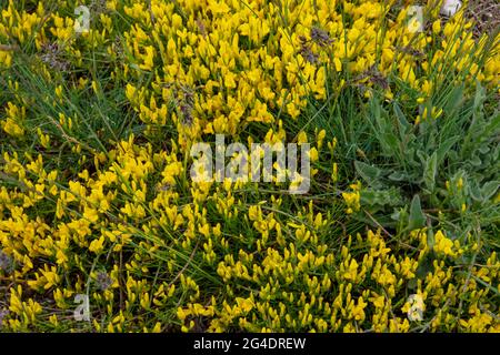 Baptisia sphaerocarpa, commonly called false indigo (or yellow wild indigo). Bolu Abant Turkey Stock Photo