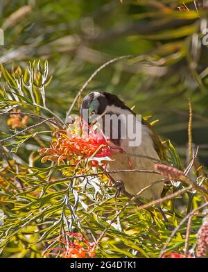 Mature blue faced honeyeater, Entomyzon cyanotis, eating nectar from bright red grevillea flower in garden, Tamborine Mountain, Australia. Stock Photo