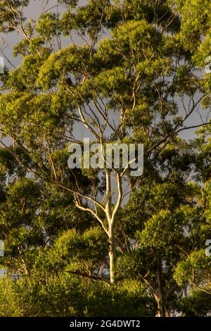 Mature Eucalyptus grandis (flooded gum, rose gum), in subtropical rainforest on Tamborine Mountain, Australia.Green leaves against grey summer sky. Stock Photo