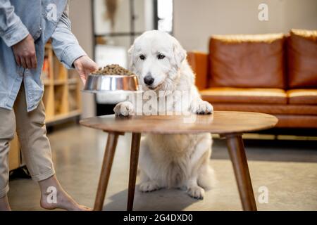 Woman feeding a dog at home Stock Photo