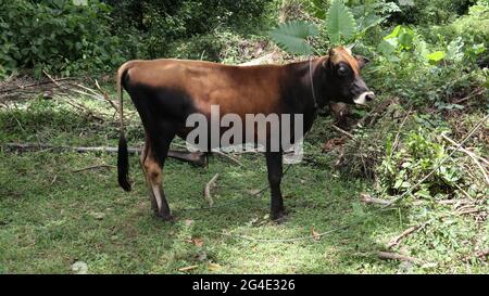 A tied up domestic brown and black color male bull standing and looking away