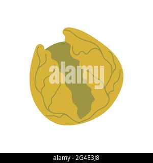 Cabbage vector Head of Brussels sprouts close-up.  Stock Vector