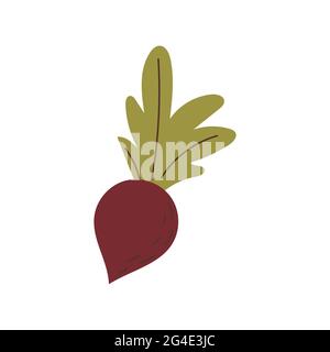 A ripe beetroot with green leaves isolated Stock Vector