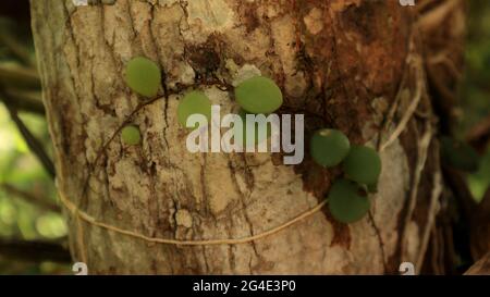 Close up of a tree trunk surface with lichens and fern fronds Stock Photo