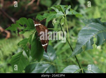 Close up of a rare brown butterfly with white spots on the wing tips on a green leaf with the branch Stock Photo
