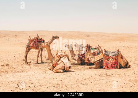 Camel caravan on vacation. The leader of the pack in front of the camels. teacher teaches the students. Camels riding tourists in the desert rest on t Stock Photo