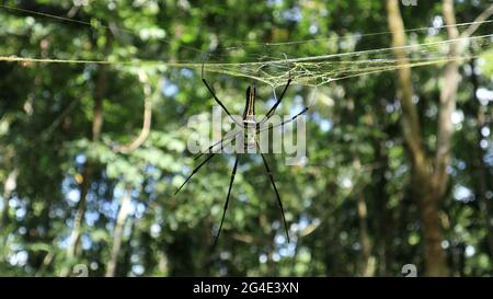 A female golden silk orb weaver spider preparing to rebuild her broken spider web