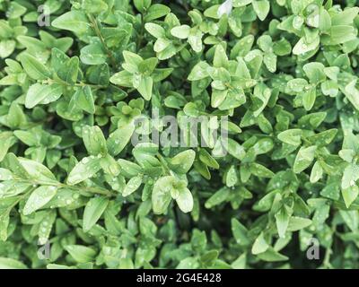 Green bush with small leaves hedge background. Top vie Stock Photo