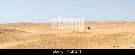 a Bedouin leads a camel through the desert. Stock Photo