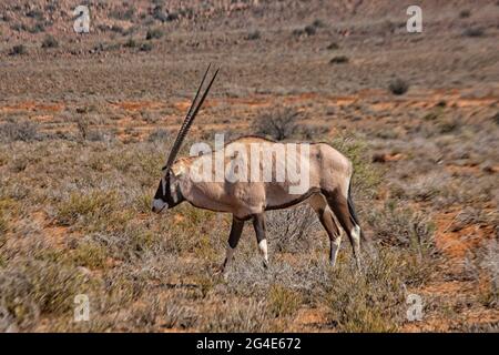 Gemsbok (Oryx gazella), Karoo Nature Reserve, Western Cape, South Africa Stock Photo
