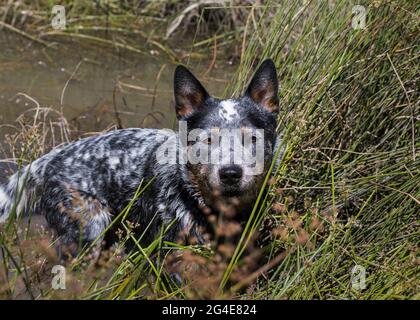 A young Australian Cattle Dog (Blue Heeler) standing in the river between the tall grass looking at the camera Stock Photo