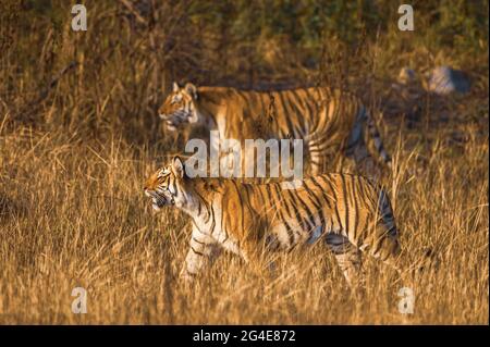 Indian wild royal bengal tigers on hunt at dhikala zone of jim corbett national park or tiger reserve india - panthera tigris tigris Stock Photo