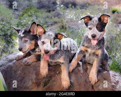 Australian Cattle Dog (Blue Heeler) puppies laying on a rock outdoors portrait Stock Photo