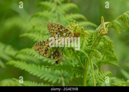 Dark Green Fritillary  (Argynnis aglaja), pair mating, Mabie Forest, Dumfries, SW Scotland Stock Photo