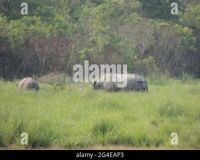 Rhinoceros grazing in Manas National Park in Assam, India Stock Photo
