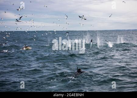 Cape gannets (Morus capensis) circling in the air over a bait ball and diving into the water with a snorkeler in the foreground Stock Photo