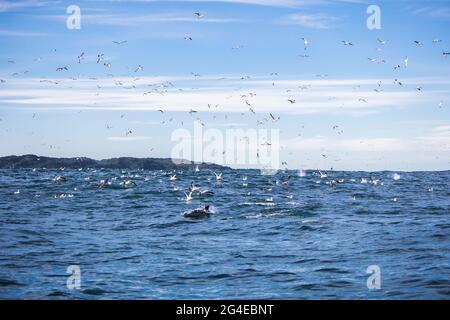 Cape gannets (Morus capensis) circling in the air over a bait ball Stock Photo