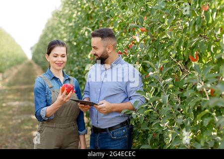 Quality control of organic fruits, modern gadgets for work on eco farm Stock Photo