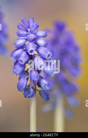 Macro Of A Grape Hyacinth, Family Asparagaceae, Genus Muscari, Spike Raceme Flower Head, UK Stock Photo