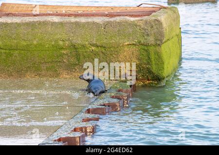 Common seal. (Phoca vitulina) sometimes know as harbour seal basking on a concrete structure on the beach at Dengemarsh, Kent, England, UK, , Stock Photo